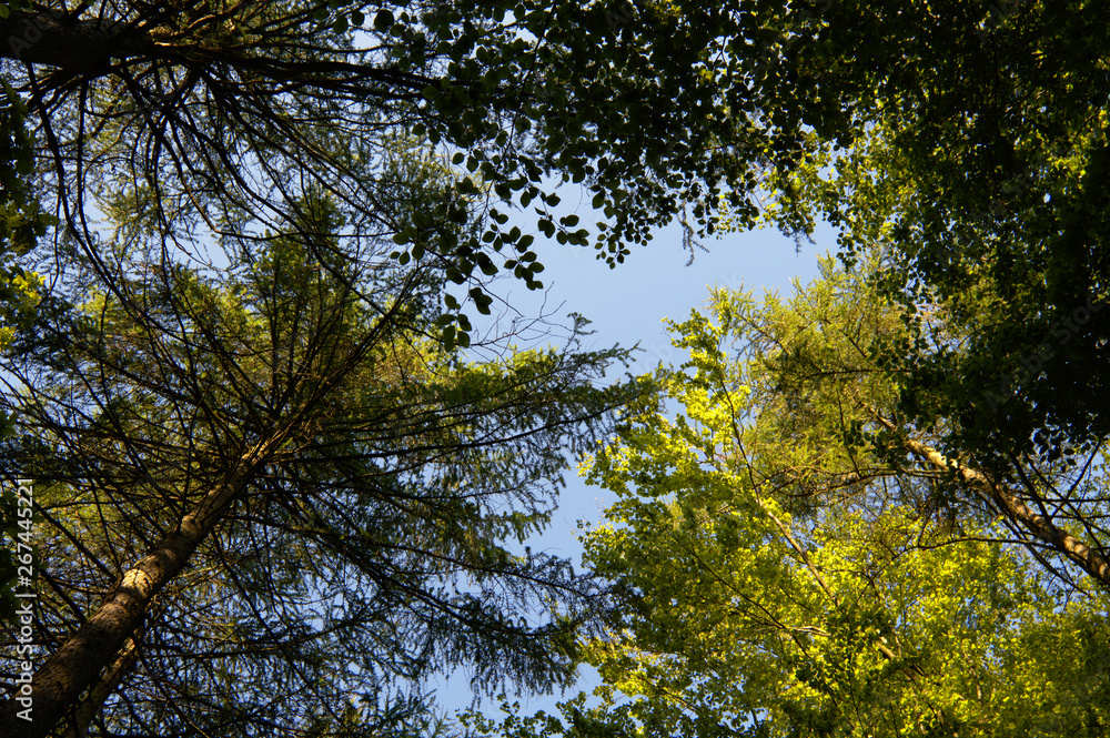 Obraz premium Beacon hill