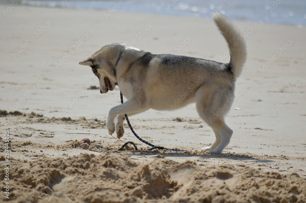 Happy husky dog at the Gordon beach. Tel Aviv, Israel.