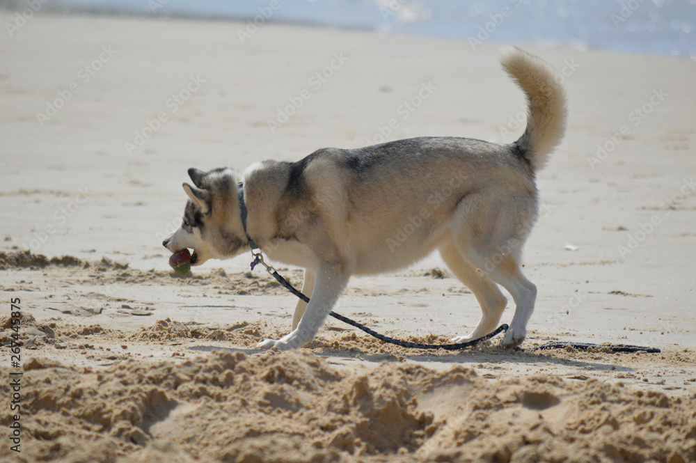 Happy husky dog at the Gordon beach. Tel Aviv, Israel.