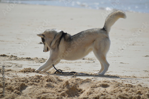 Obraz na płótnie Happy husky dog at the Gordon beach. Tel Aviv, Israel. w salonie