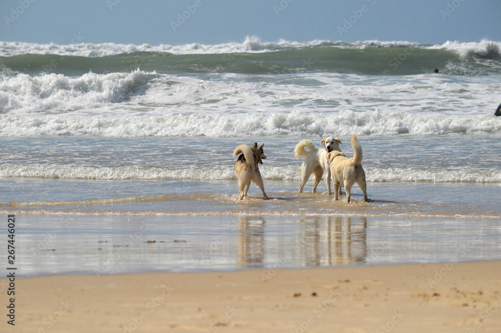 Happy husky dogs and surfers at the Gordon beach. Tel Aviv, Israel