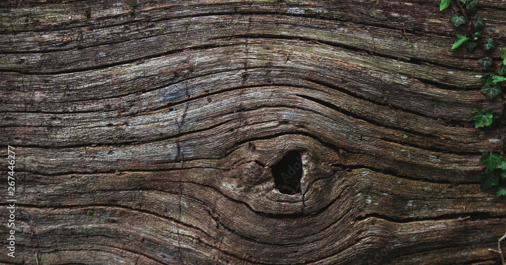 Close View Old Brown Tree Bark Background Stock Image, old wooden texture. Close View Old Brown Tree Bark Background Stock Image, old wooden texture.