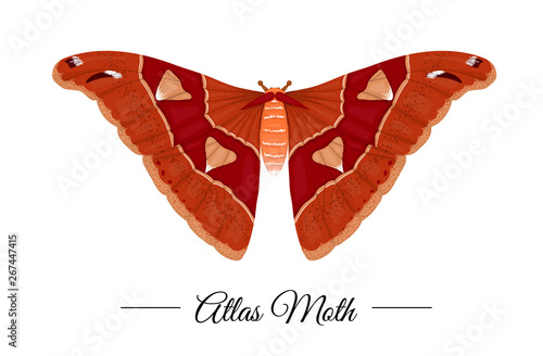 Vector hand drawn colored tropical atlas moth isolated on white background. Tropic themed logotype for natural design. Butterfly illustration.