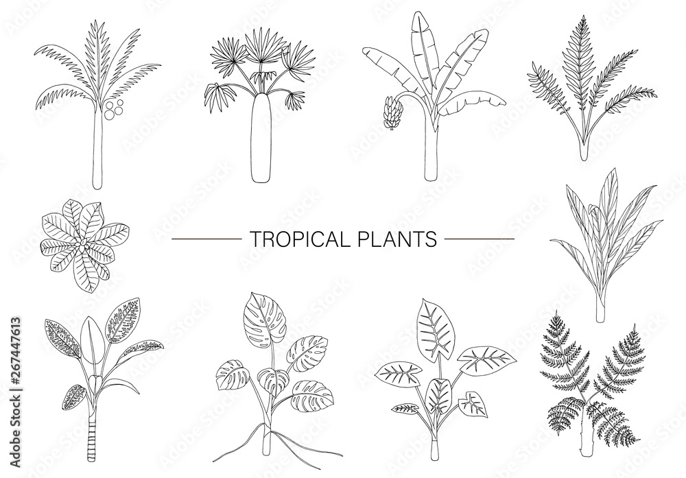Vector set of tropical plants. Line drawing of jungle foliage. Hand drawn palm tree, banana, monstera, dieffenbachia, Terminalia, fern, alocasia, cordyline. Home tropic clip art 