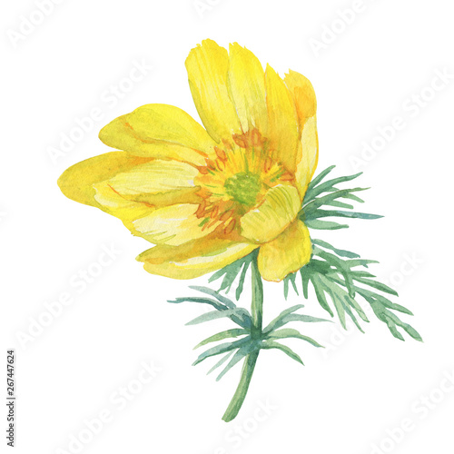 First spring wildflower yellow Adonis vernalis (also known as pheasant's eye and false hellebore). Hand drawn watercolor painting illustration isolated on white background.