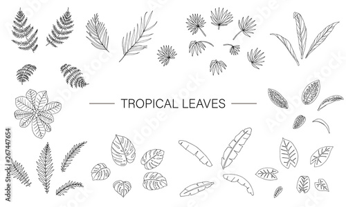 Vector set of tropical plant leaves. Line drawing of jungle foliage. Hand drawn palm tree, banana, monstera, dieffenbachia, Terminalia, fern, alocasia, cordyline. Home tropic leaf clip art