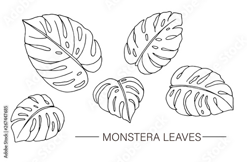 Vector set of tropical monstera leaves. Line drawing of jungle foliage. Hand drawn home tropic leaf clip art isolated on white background.
