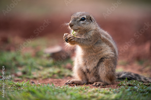 An African Ground Squirrel (Xerus Sciuridae) sitting in an upright position and nibbling on a strand of grass, South Africa