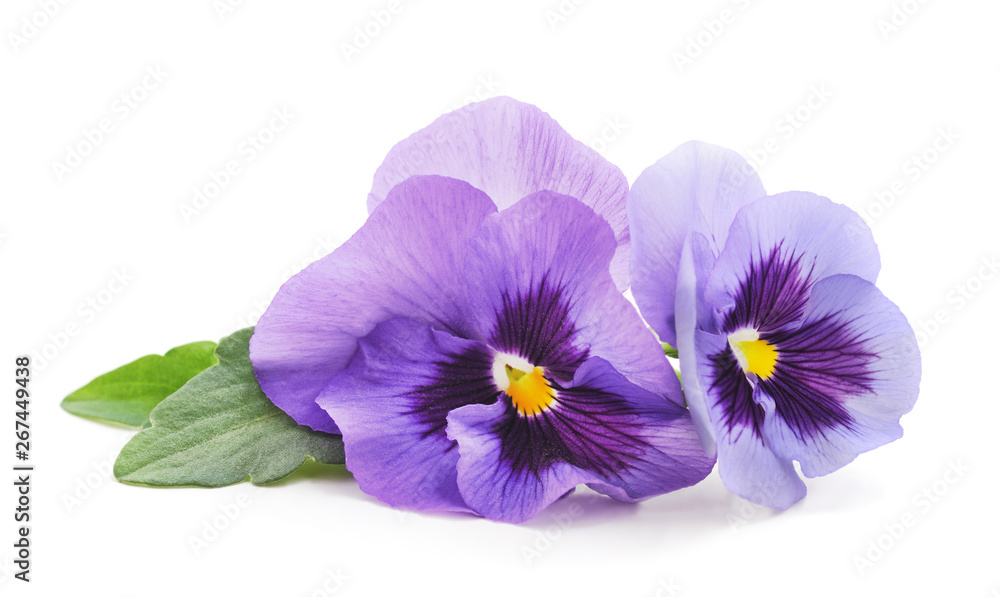 Two purple violets.