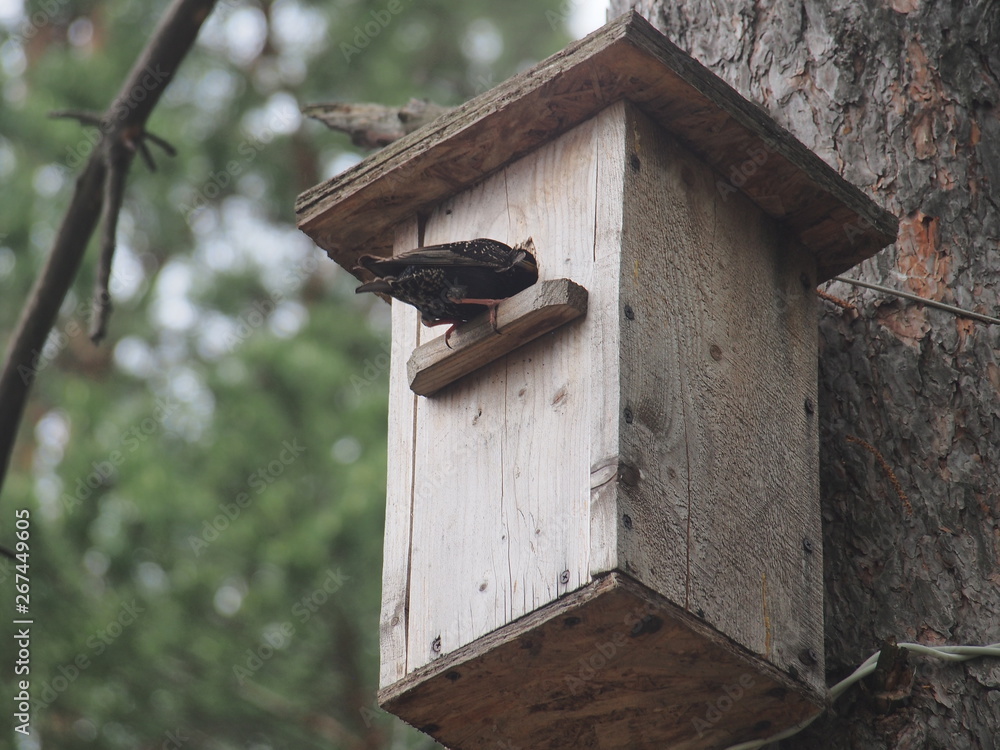 Starling near the birdhouse. Artificial bird's nest. Starling near the birdhouse. Artificial bird's nest.
