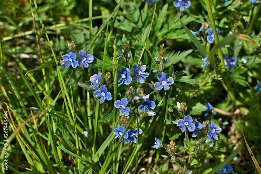 Veronica flower in grass bloomin in springtime Veronica flower in grass bloomin in springtime