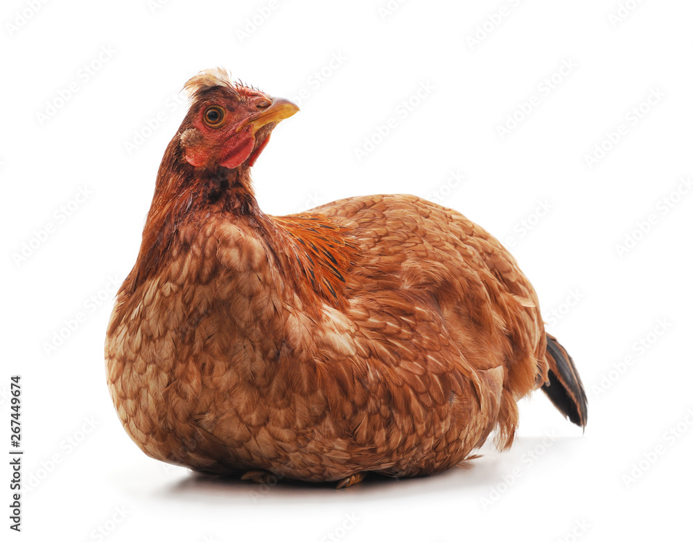 Fototapeta premium Small brown chicken.