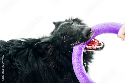 Belgian shepherd groenendael female plays with the host in the woods during winter photo