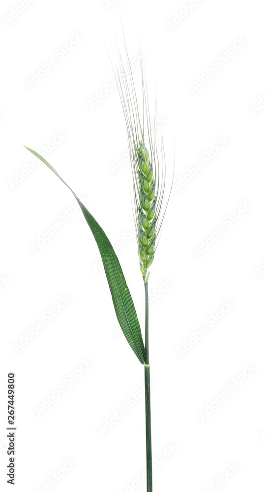 Green young ears of wheat isolated on white background, with clipping path Green young ears of wheat isolated on white background, with clipping path