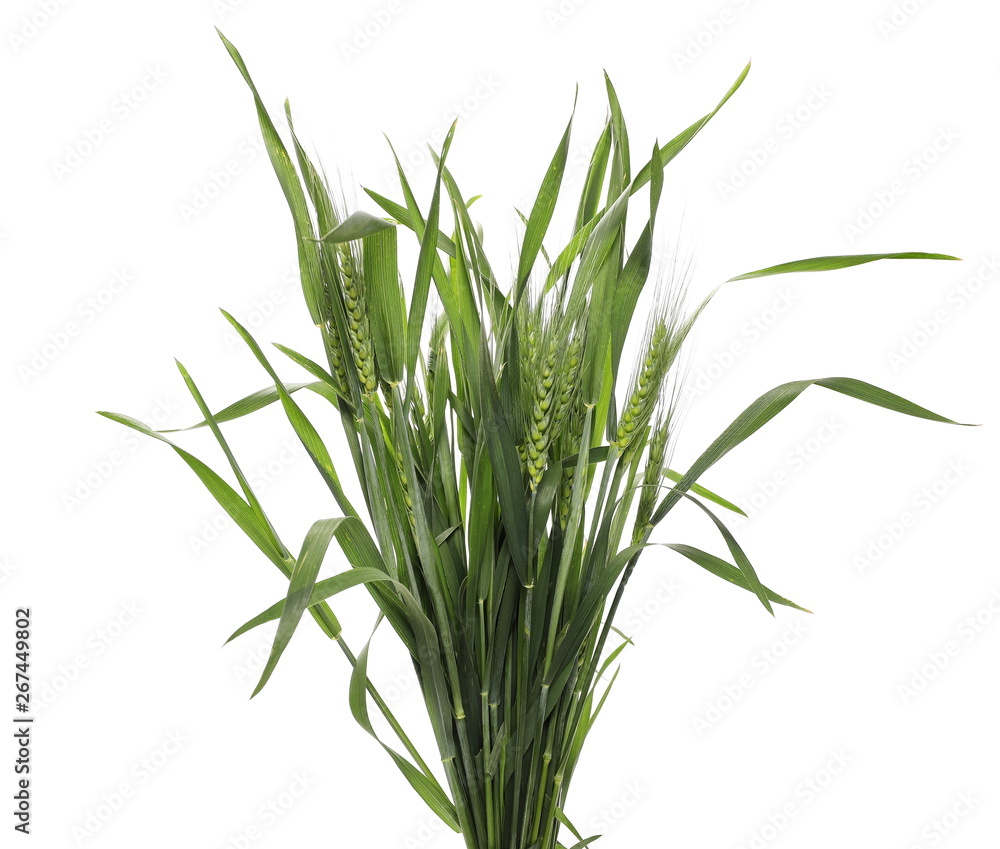 Green young wheat isolated on white background, clipping path