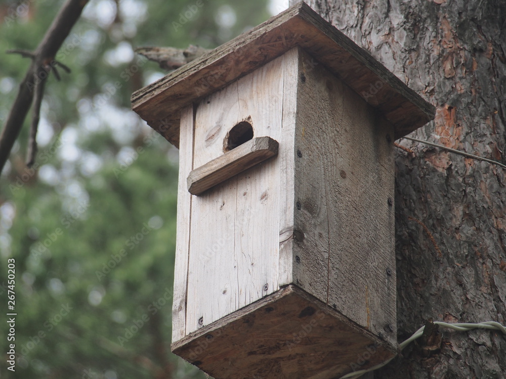 Starling near the birdhouse. Artificial bird's nest.