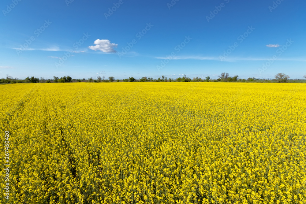 Obraz premium photo canola field / bright hot summer day landscape in nature