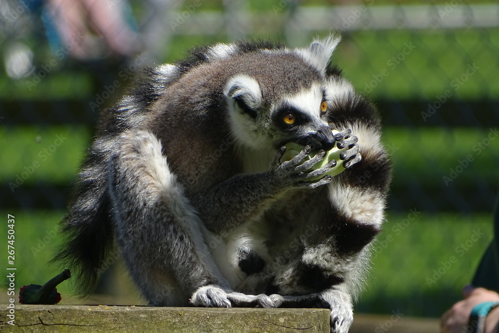 Fototapeta premium Cute ring-tailed lemur eating at the zoo