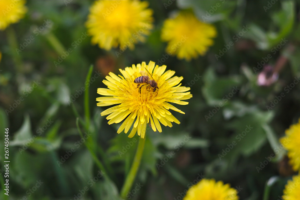 hard-working bee on yellow dandelion hard-working bee on yellow dandelion
