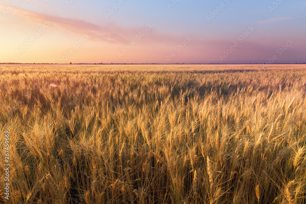 the scorching summer sun / wheat field not long before sunset