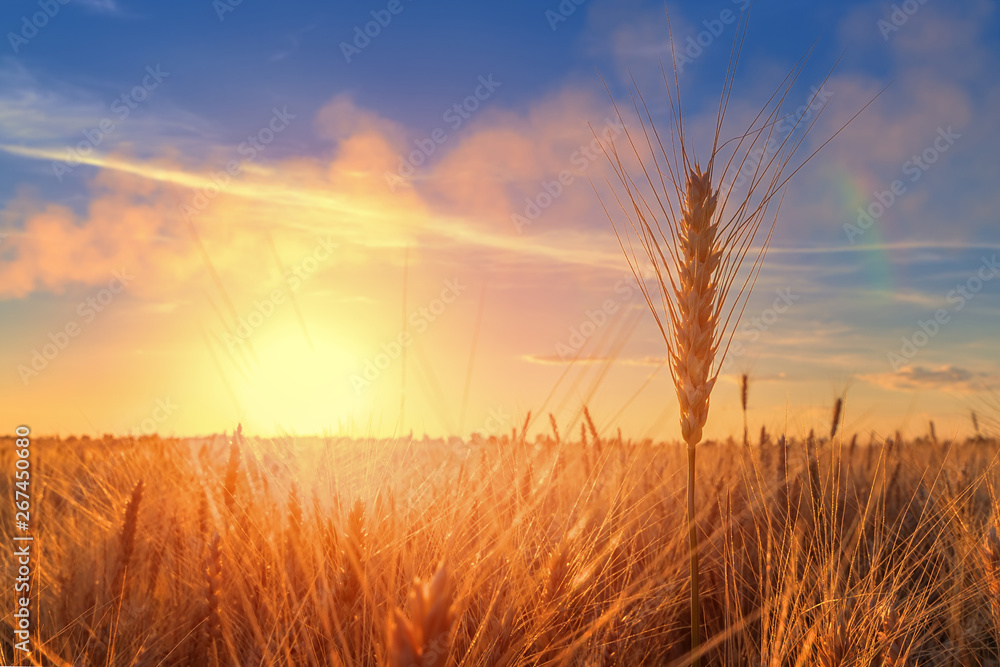 ear of wheat on a background sunset / setting sun field outside the city