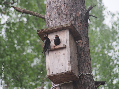 Starling near the birdhouse. Artificial bird's nest.