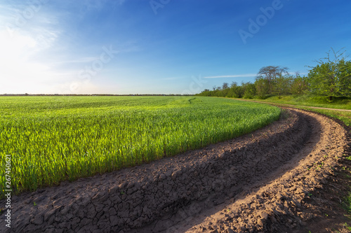 green wheat field near irrigation canal   agriculture in the countryside