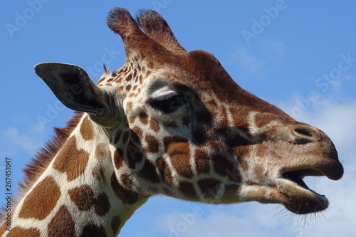 Beautiful giraffe at the zoo