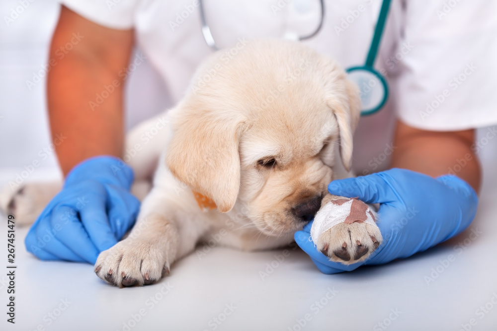 Veterinary healthcare professional holding young puppy - little doggy sniffing the bandaid, close up
