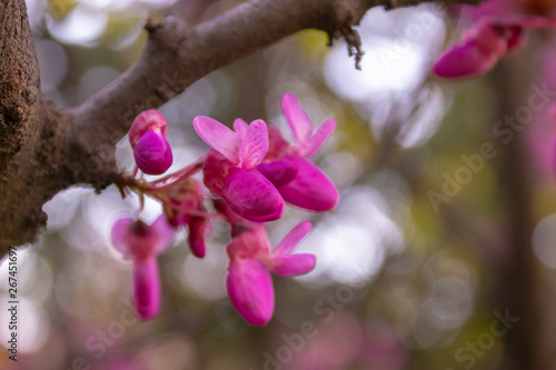 Pink spring flowers on the tree