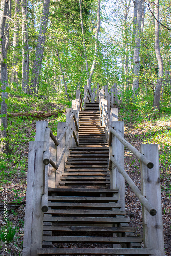 Wooden steps going up to the forest path.