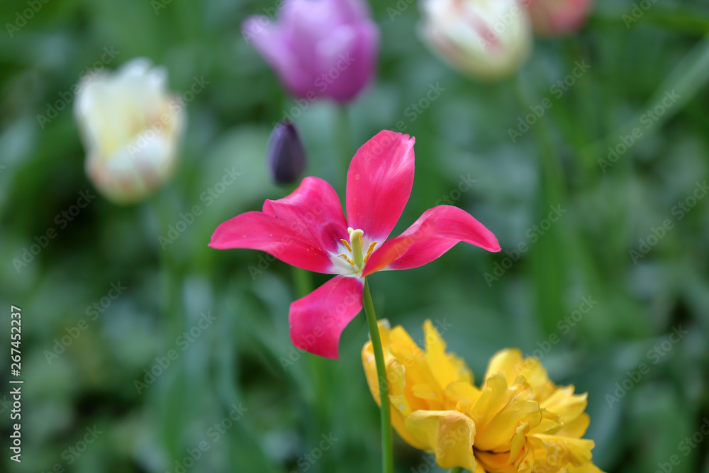 Colorful bright tulip blooms in late spring Colorful bright tulip blooms in late spring