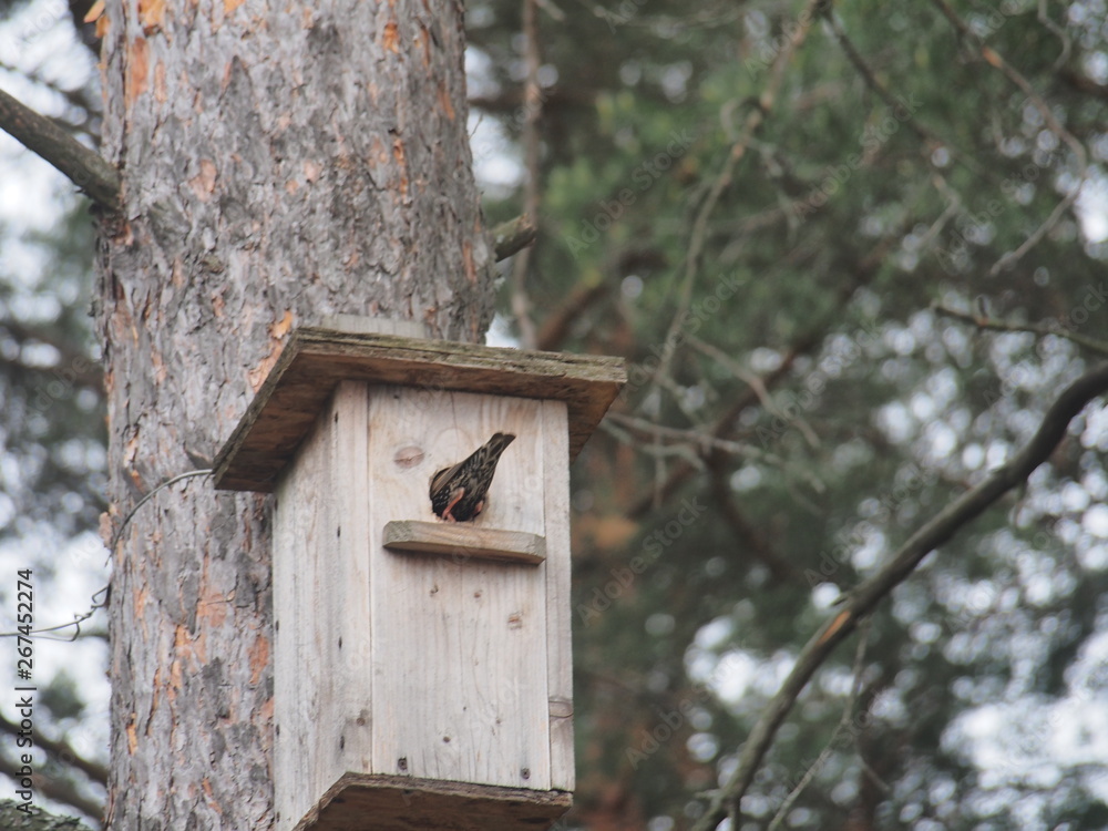 Starling near the birdhouse. Artificial bird's nest. Starling near the birdhouse. Artificial bird's nest.