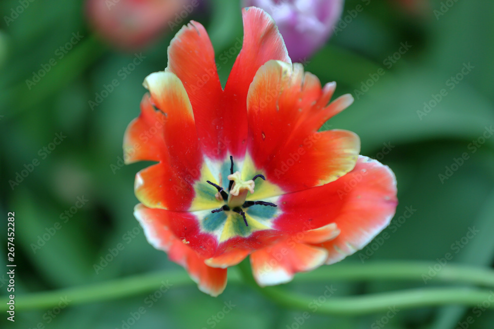Colorful bright tulip blooms in late spring Colorful bright tulip blooms in late spring