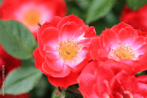 Bright red flowers blossomed in the garden. Pink background, happy mother's day, birthday, March 8, spring, summer welcome