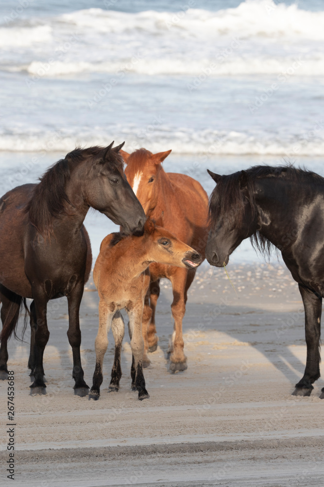 Wild Horses on the Northern End of the Outer Banks on the Beach at Corolla North Carolina Wild Horses on the Northern End of the Outer Banks on the Beach at Corolla North Carolina