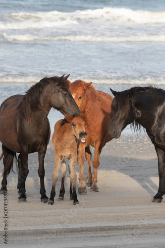 Wild Horses on the Northern End of the Outer Banks on the Beach at Corolla North Carolina