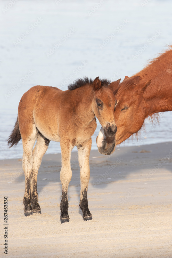 Wild Horses on the Northern End of the Outer Banks on the Beach at Corolla North Carolina Wild Horses on the Northern End of the Outer Banks on the Beach at Corolla North Carolina