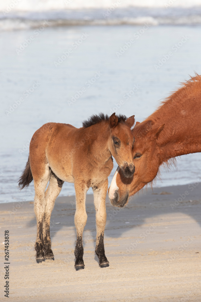 Wild Horses on the Northern End of the Outer Banks on the Beach at Corolla North Carolina Wild Horses on the Northern End of the Outer Banks on the Beach at Corolla North Carolina