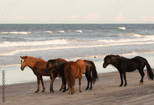 Wild Horses on the Northern End of the Outer Banks on the Beach at Corolla North Carolina © Dennis Donohue