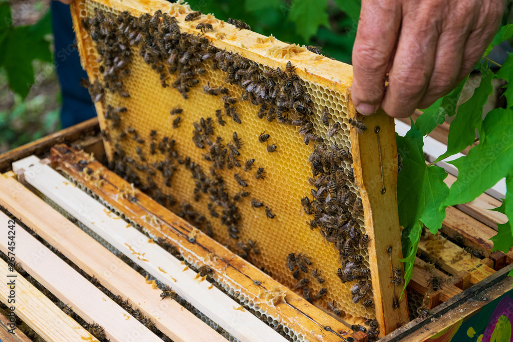 Close-up of beekeeper removing frame with honeycomb and bees from beehive to inspect bee colony in apiary. Apiculture. Urban beekeeping. Close-up of beekeeper removing frame with honeycomb and bees from beehive to inspect bee colony in apiary. Apiculture. Urban beekeeping.