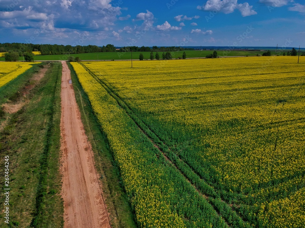 rural landscape with wheat field and blue sky in Minsk Region of Belarus