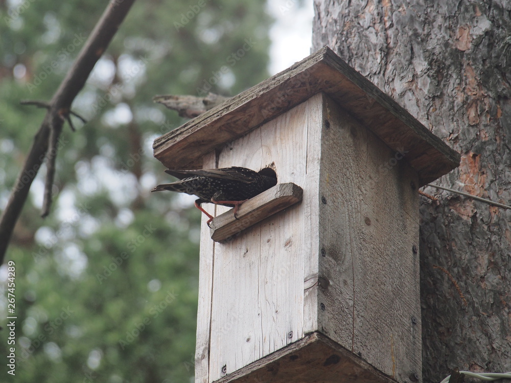 Starling near the birdhouse. Artificial bird's nest. Starling near the birdhouse. Artificial bird's nest.