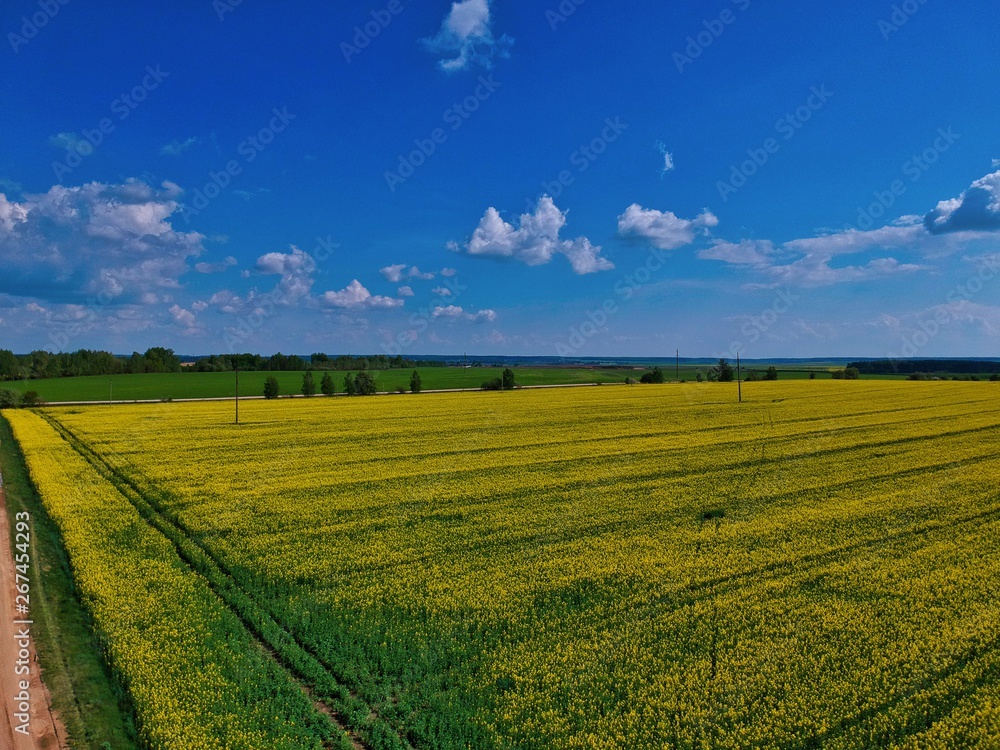 landscape with wheat field and blue sky in Minsk Region of Belarus