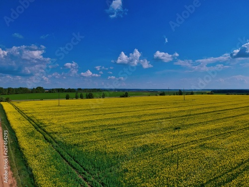 landscape with wheat field and blue sky in Minsk Region of Belarus