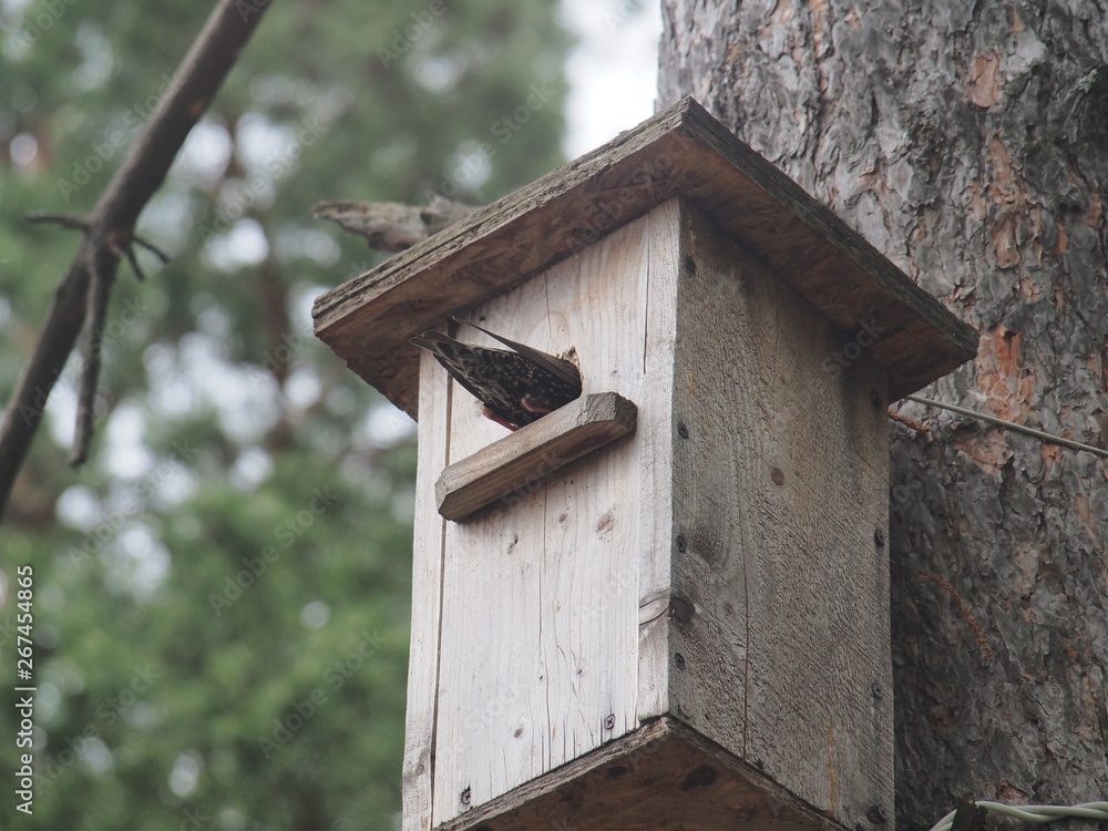 Starling near the birdhouse. Artificial bird's nest. Starling near the birdhouse. Artificial bird's nest.
