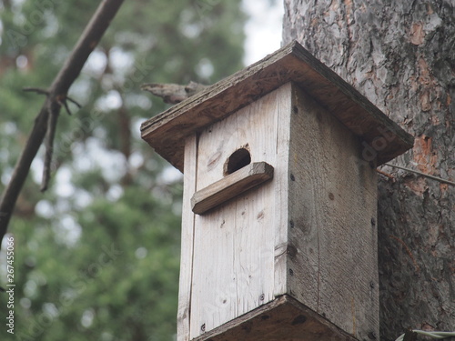 Starling near the birdhouse. Artificial bird's nest.