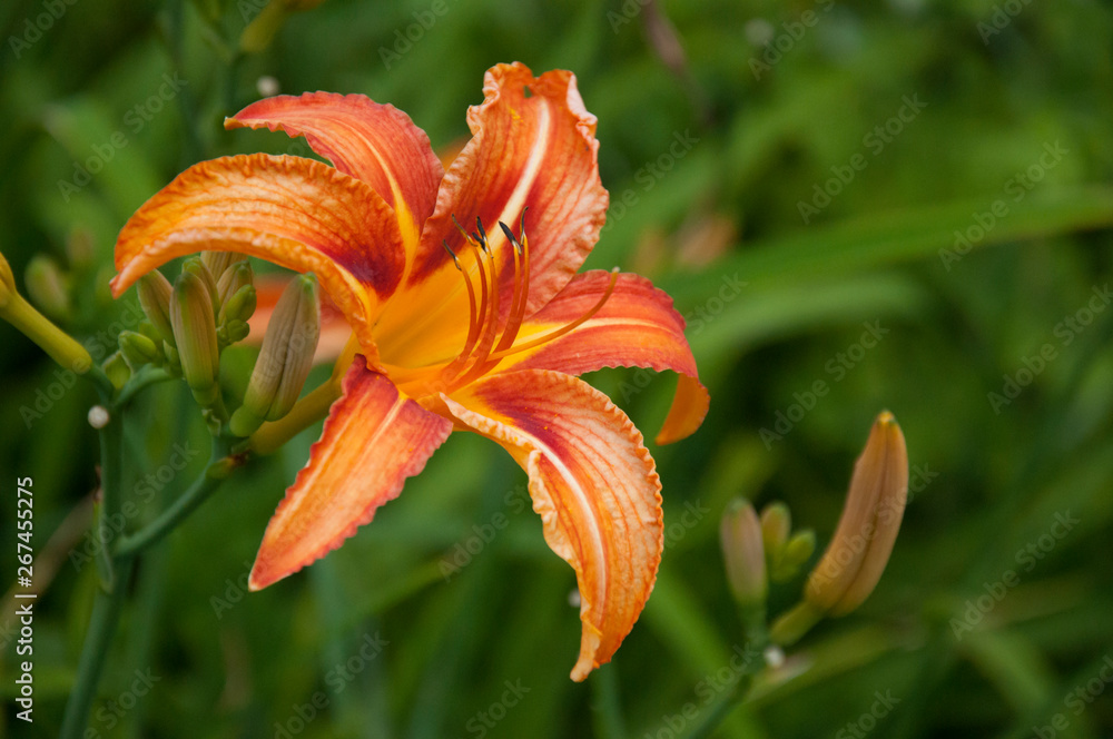 Orange lily against a background of green foliage Orange lily against a background of green foliage