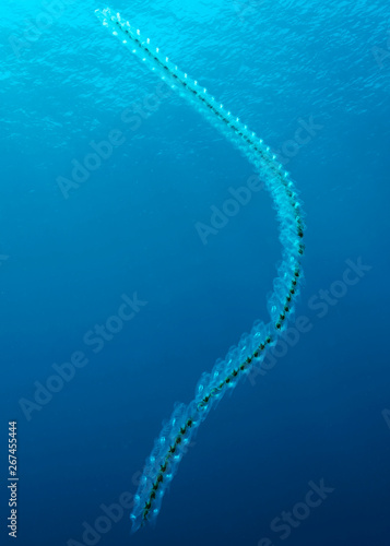 Chain of Salps in Tubbataha. The Tubbataha Reef Marine Park is UNESCO World Heritage Site in the middle of Sulu Sea, Philippines. photo