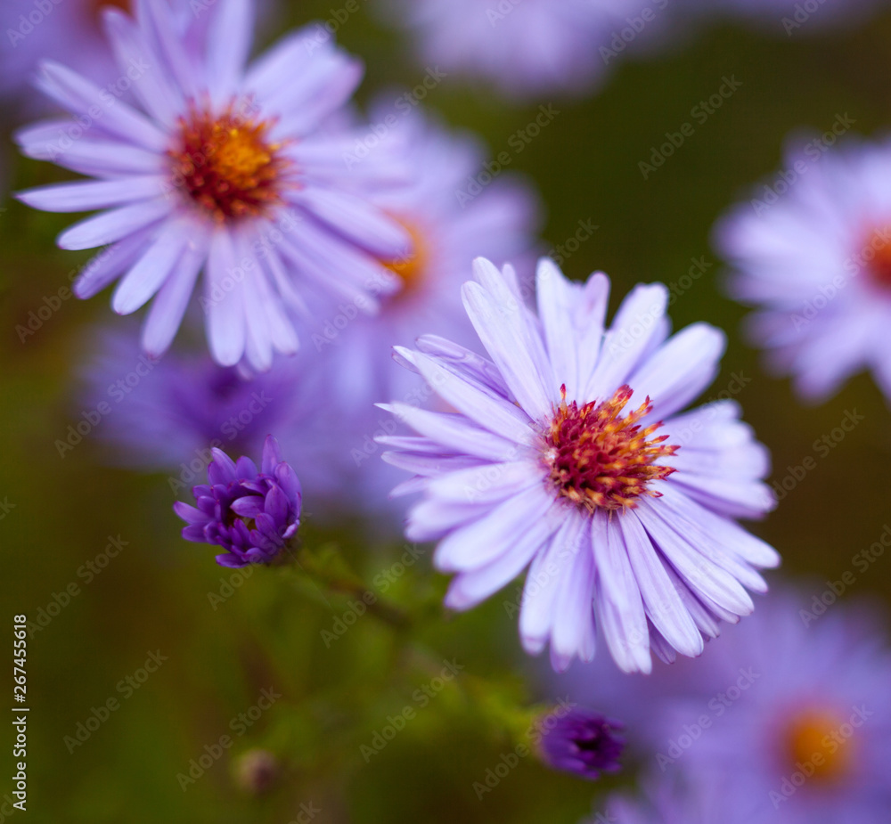 Fototapeta premium Blue aster flowers.